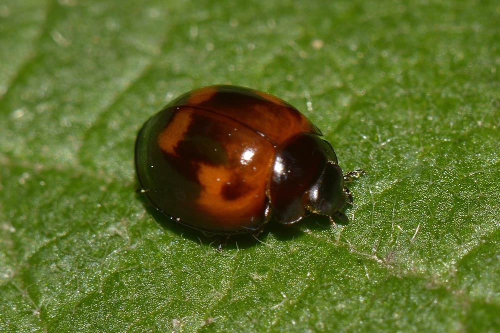 Exochomus quadripustulatus, Coccinellidae